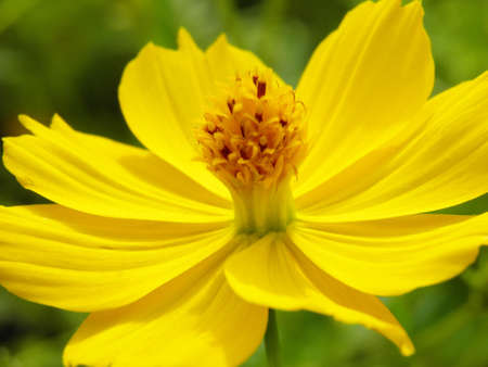 Cosmos flowerの写真素材