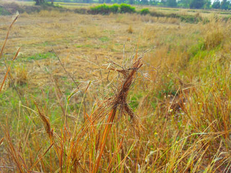 Rice fieldの写真素材