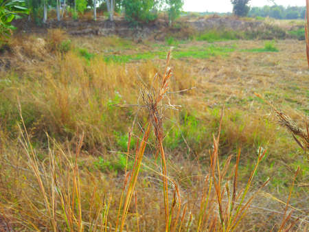Rice fieldの写真素材
