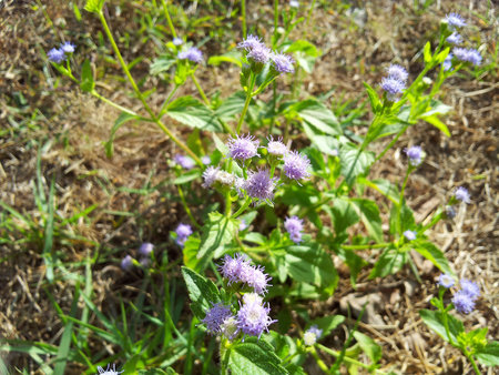 Violet grass flower