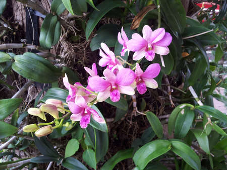 Pink orchid の写真素材