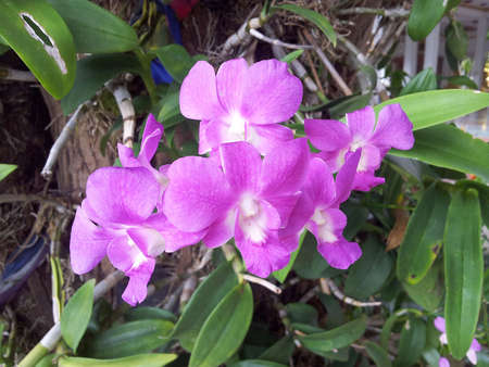 Pink orchid の写真素材