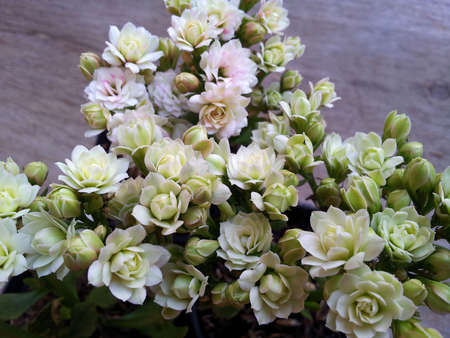 Kalanchoe の写真素材