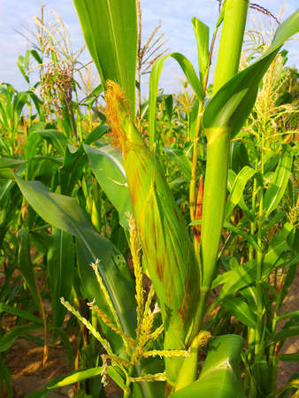 Corn farmの写真素材