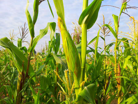 Corn farmの写真素材