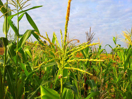 Corn farmの写真素材