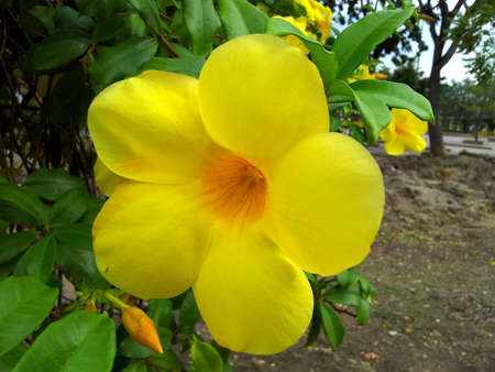 Yellow Allamandaの写真素材
