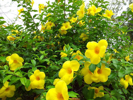 Yellow Allamandaの写真素材