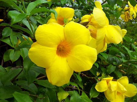 Yellow Allamandaの写真素材