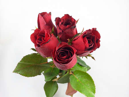 Red roseの写真素材
