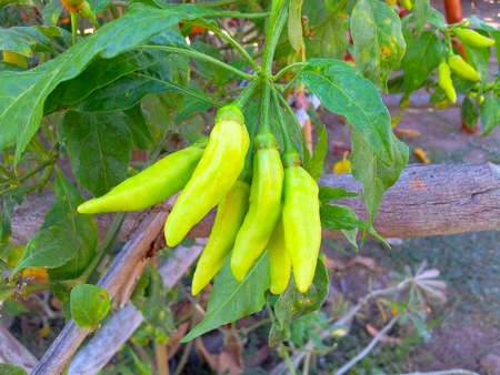 Thai chilliの写真素材