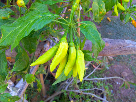 Thai chilliの写真素材