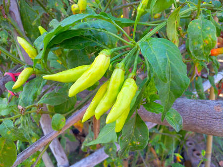 Thai chilliの写真素材