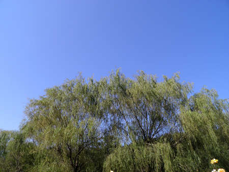 Sky Treeの写真素材