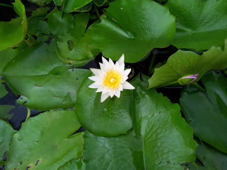 White lotus flower の写真素材
