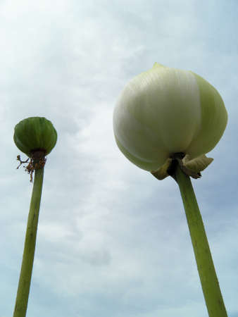 White lotus flowerの写真素材
