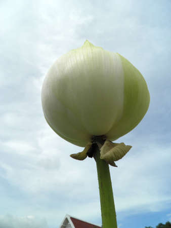 White lotus flowerの写真素材