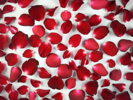 Red roseの写真素材