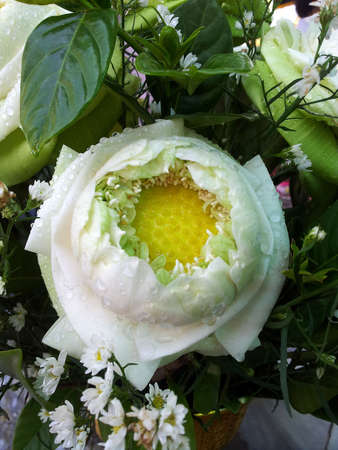 Lotus flowerの写真素材