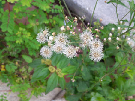 White grass flowerの写真素材