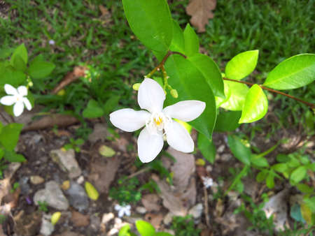 White flowerの写真素材