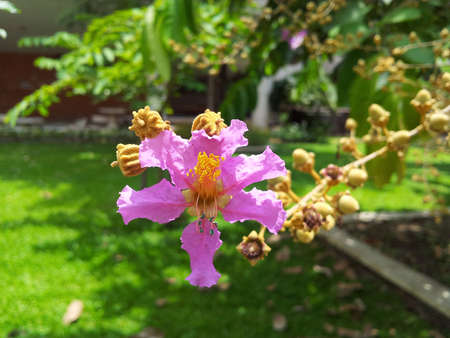 Pink crape flowerの写真素材