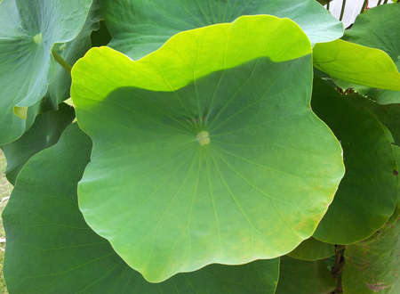 Lotus leafの写真素材