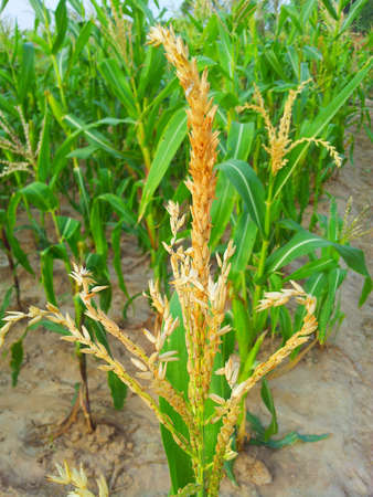 Corn flowerの写真素材