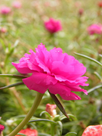 Purslane flower の写真素材