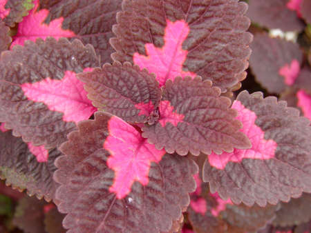 Croton の写真素材