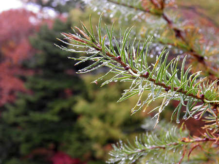 Autumn in nikkoの写真素材