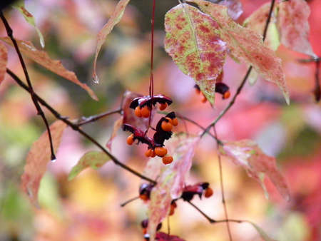 Autumn in nikkoの写真素材