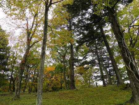 Autumn in nikkoの写真素材