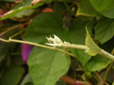 Tip of a branch の写真素材