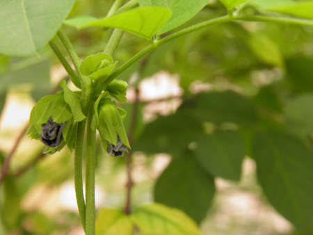 Tip of a branch の写真素材