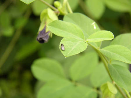 Tip of a branch の写真素材