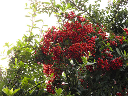 Orange fruitsの写真素材