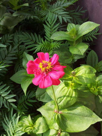 Pink zinniaの写真素材