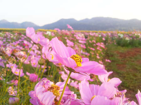 Pink cosmos flower の写真素材