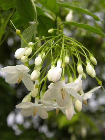 White flower の写真素材
