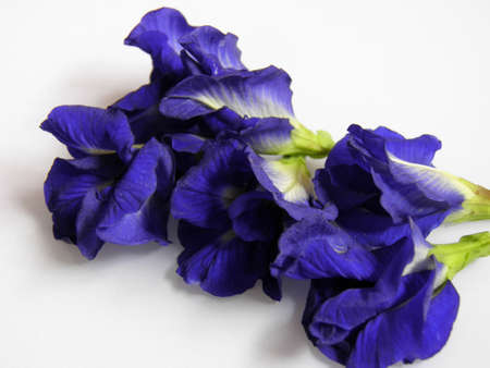 Clitoria ternatea の写真素材