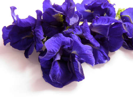 Clitoria ternatea の写真素材