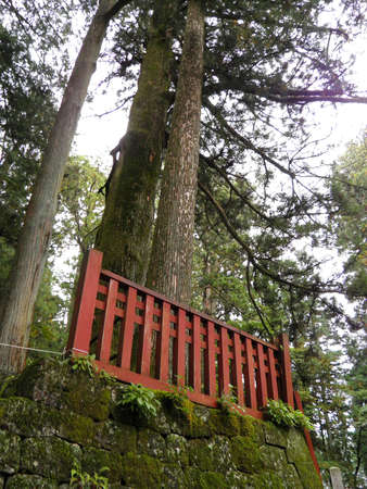 Tree in Japan templeの写真素材