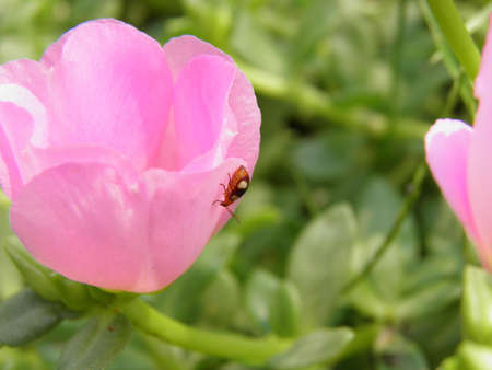 Bug And Flowerの写真素材
