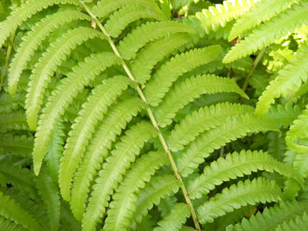 Fern の写真素材