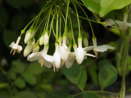 White flower の写真素材