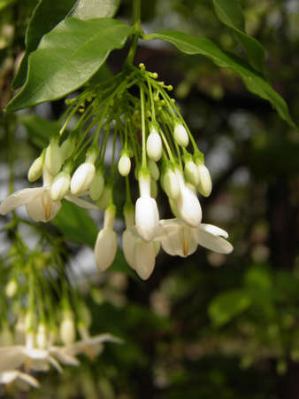 White flower の写真素材
