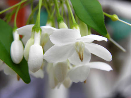 White flower の写真素材