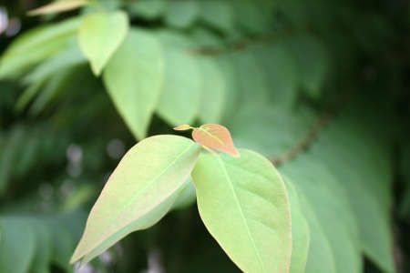 Green leaf の写真素材