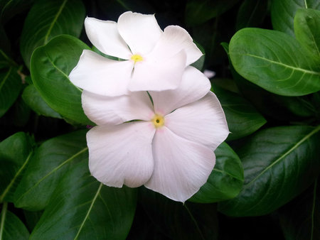  Madagascar periwinkleの写真素材